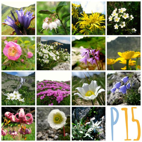 Kvetná nedeľa a rozkvitnutý čistý rok