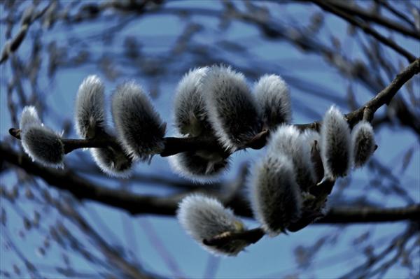 Bahniatka na brehu jazera