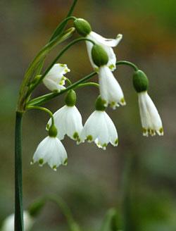 Nová jar a Ján Pavol II...