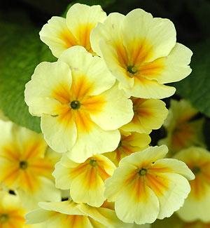 Božia struna a orodovanie svätých