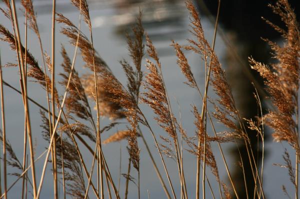 Som trstina zmietaná