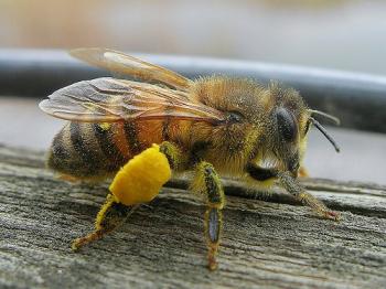 O dopravných predpisoch, včele a žihadle