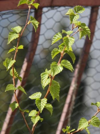 Vďačný utorok: Prinášať milosť na svet
