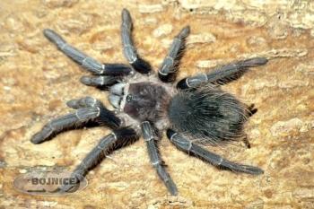 Keď si pavúk robí čo chce...