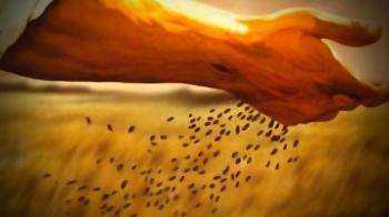 Ráno hľadania semena