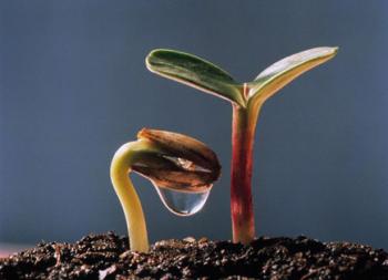 Ráno rastu viac ako včera 3101